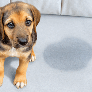 Pet stains on carpet