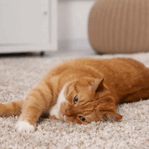 Best pet stains removal on carpet